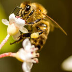 abejas-caracteristicas-y-clasificacion-de-la-anthophila