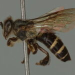 apis-andreniformis