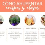 aprende-como-alejar-las-avispas-de-forma-efectiva