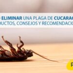 consejos-efectivos-para-combatir-las-cucarachas-en-tu-hogar