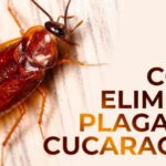 cuando-fumigar-cucarachas-consejos-y-recomendaciones