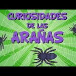 descubre-cuando-las-aranas-te-orinan-y-por-que-lo-hacen