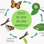 descubre-cuando-nacen-las-mariposas-y-su-ciclo-de-vida