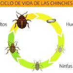 descubre-cuantas-chinches-pueden-reproducirse-en-tu-hogar