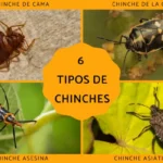 descubre-cuantas-especies-de-chinches-existen-en-mexico