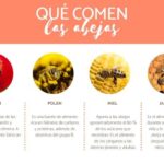 descubre-donde-viven-las-abejas-y-su-alimentacion