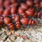 descubre-el-habitat-natural-de-las-termitas