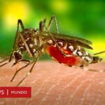 descubre-la-cantidad-de-mosquitos-que-existen-en-el-mundo