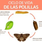 descubre-la-esperanza-de-vida-de-las-polillas-pequenas