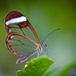 descubre-la-mariposa-mas-hermosa-del-mundo-en-este-articulo