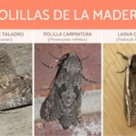 descubre-la-polilla-mas-grande-del-mundo-y-sus-caracteristicas