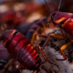 descubre-la-sorprendente-cantidad-de-cucarachas-en-el-mundo