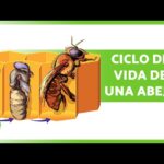 diferencias-entre-abeja-reina-y-obrera