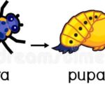 el-ciclo-de-vida-de-una-mariquita