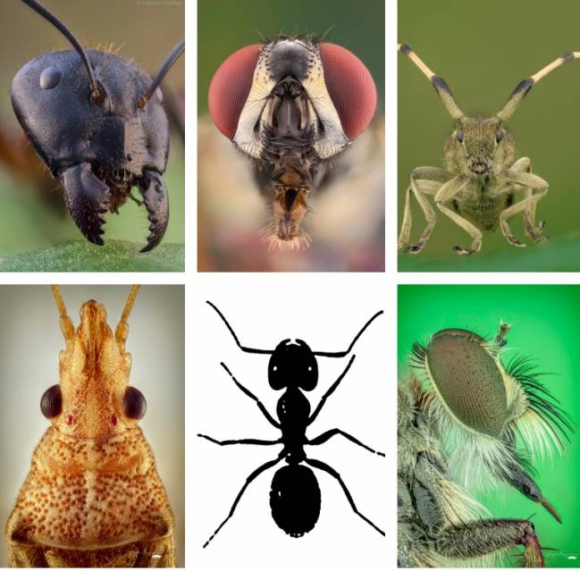 Los Insectos