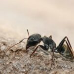 todo-lo-que-necesitas-saber-sobre-los-formicidae